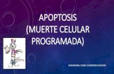 Apoptosis (muerte celular programada)