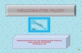 Helicobacter pilory
