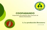 2.Produccion bananera - COOPABANDO