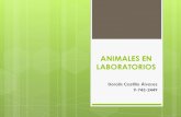 Animales en laboratorios