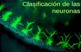Clasificación de las neuronas