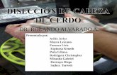 DISECCIÓN-CABEZA DE CERDO