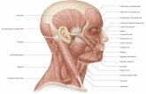 Sistema muscular (masticacion y expresion facial)