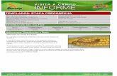 Agrotestigo-Maiz DEKALB-Campaña 1213-Informe Pre-cosecha Nº86