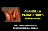 Glandula paratiroides