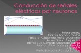 Conducción de-señales-eléctricas-por-neuronas