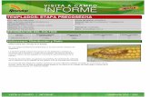 Agrotestigo-Maiz DEKALB-Campaña 1213-Informe Pre-cosecha Nº71