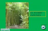Bambu presentación