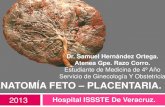 Anatomía Feto - Placentaria
