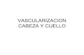 Medicina   Anatomia Vascularizacion Cabeza Y Cuello(2)