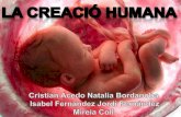 La creació humana (presentació) Reproducció i embaraç