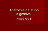 Anatomía del Tubo Digestivo - Primera ParteB