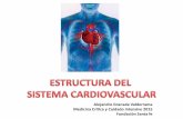 Generalidades del sistema cardiovascular