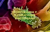 Morfologia y estructura bacteriana.