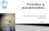 Tiroides y paratiroides