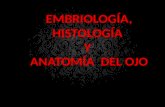 1 embriología, histología y anatomía del ojo