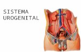 Generalidades de Anatomía Urogenital