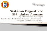 Histología - Glándulas Anexas