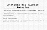 Revision anatomia miembro_inferior
