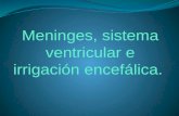 Meninges, Sistema ventricular e irrigacion encefalica