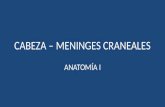 Anato i   meninges craneales - lmcr