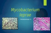 Mycobacterium leprae 2