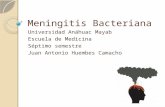 Meningitis bacteriana