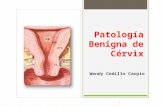 Ginecología: Cuello del útero, introducción