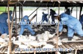 Influenza aviar ghf2