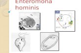 Enteromonas hominis