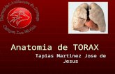 Anatomiadetorax medicina lobos
