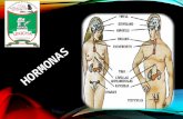 hormonas y sistema endocrino