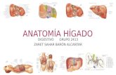 Anatomía de Hígado