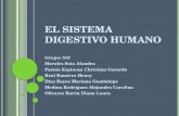 El sistema digestivo humano (1) 2