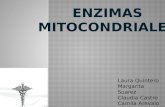 Enzimas mitocondriales