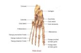 Anatomía del pie (1)