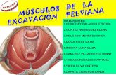 Músculos    de    la excavación     pelviana y repliegues peritoneales