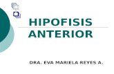 Hipofisis anterior