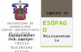 Esofago exposicion histologia