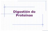 14.digestión y absorción  de proteínas