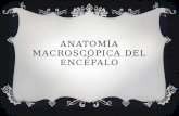 Anatomía macroscópica del encéfalo