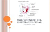Morfogenesis del sistema muscular