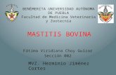 Mastitis Bovina FMVZ