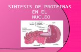 Sintesis de proteinas en el nucleo original