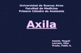 Axila - Axilla