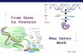 61 genetoprotein2008