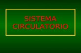 Anatomofisiología del sistema circulatorio