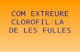 COM EXTREURE CLOROFIL·LA DE LES FULLES!