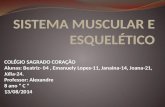 Sistema muscular e esquelético
