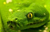 L'anaconda verda